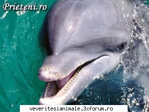delfini sunt cei mai destepti pesti.scot sunete cand vor sa comunice intre ei.ei mananca pesti mici