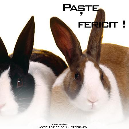 iepurasii sunt blana sau neagra.le plac salatele si alte legume ca foarte fricosi. iepurasi