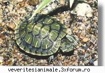 broaste testoase testoasa tample rosii sau folrida (chrysemys scripta elegans) este specie talie