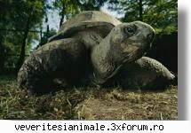 broaste testoase testoasa capac sau greaca (testudo greaca trestoasa capac sau broasca capac, este