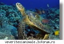 broaste testoase testoasa mare (caretta caretta)cu toate creste decat conditii totul speciale, ne-am