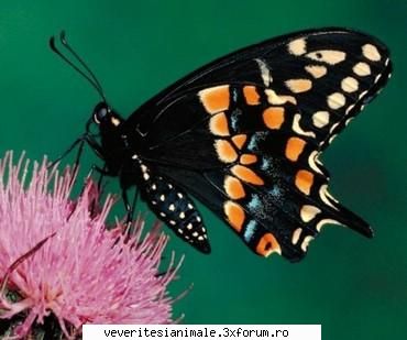fluturi fluturii sunt colorati mai multe culori deschise sau sperie din cauza formelor care atingeti