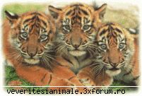 tigri tigrul (panthera tigris limbaj este cea mai mare felina glob (adica ruda pisicii), fiind unul